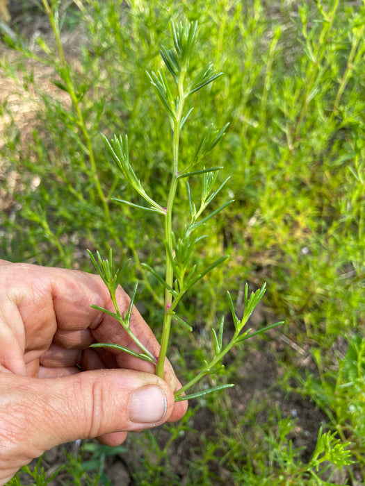 Okahijiki - Saltwort