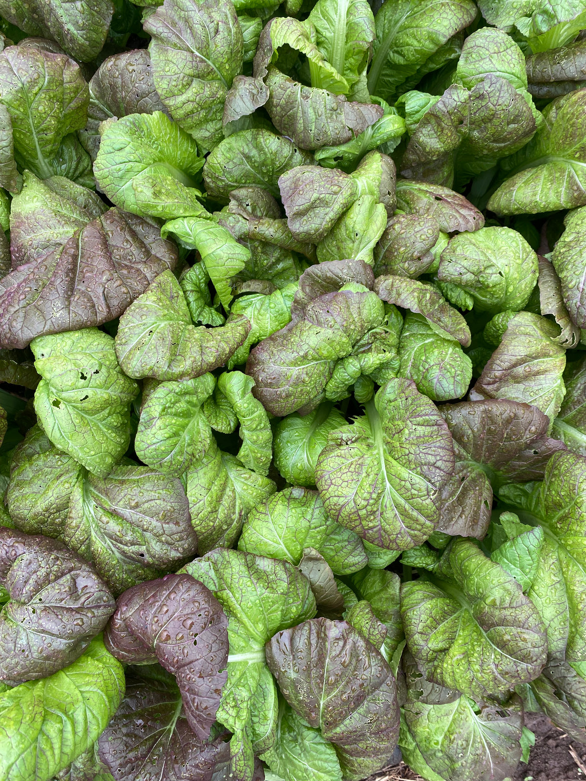 Osaka Mustard — Annapolis Seeds