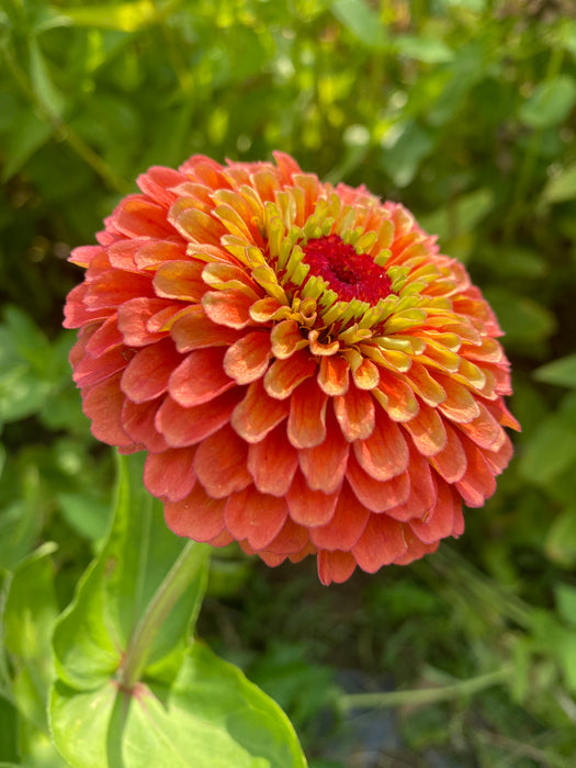 Queeny Limes Party Mix Zinnia