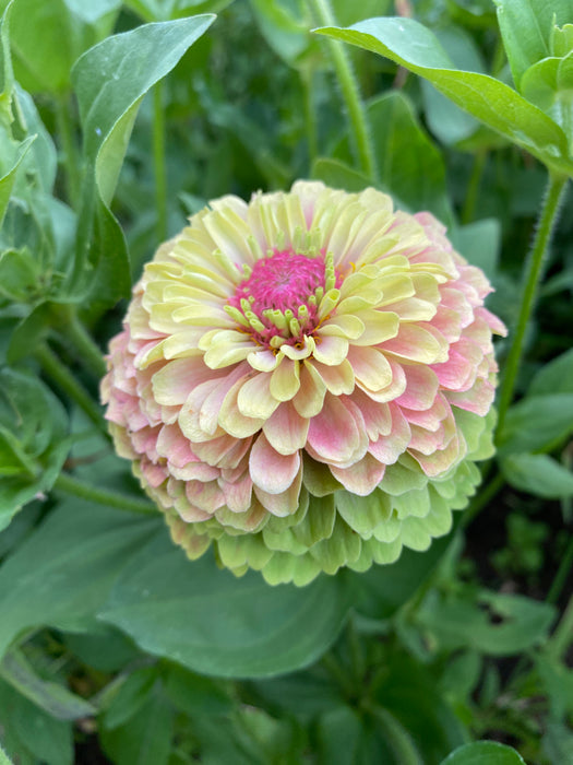 Queeny Limes Party Mix Zinnia