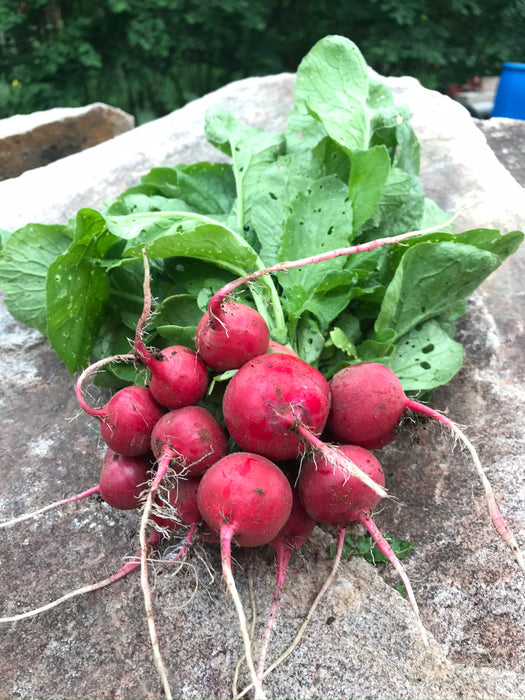 Cherry Belle Radish