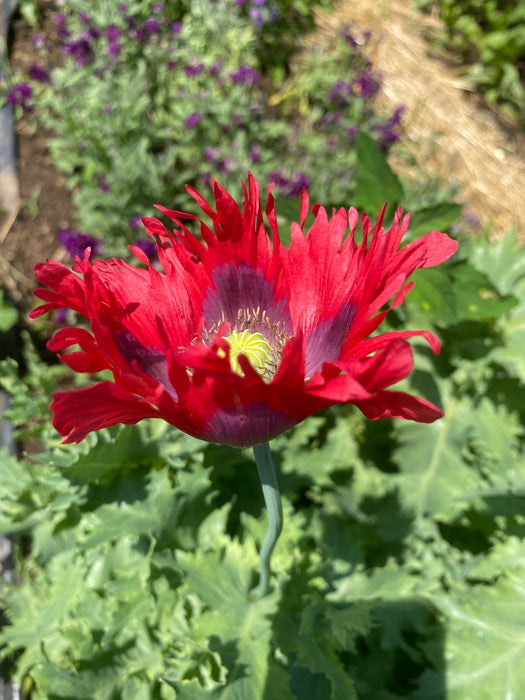 Ragged Red Poppy