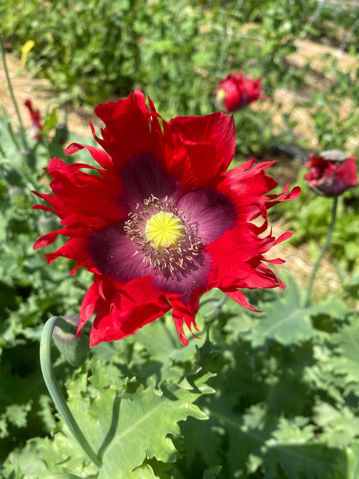 Ragged Red Poppy — Annapolis Seeds