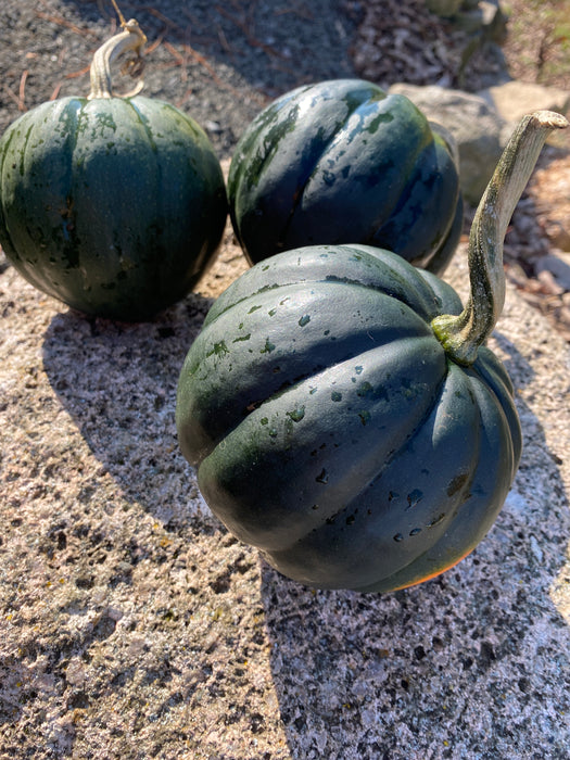 Sweet Reba Acorn Squash