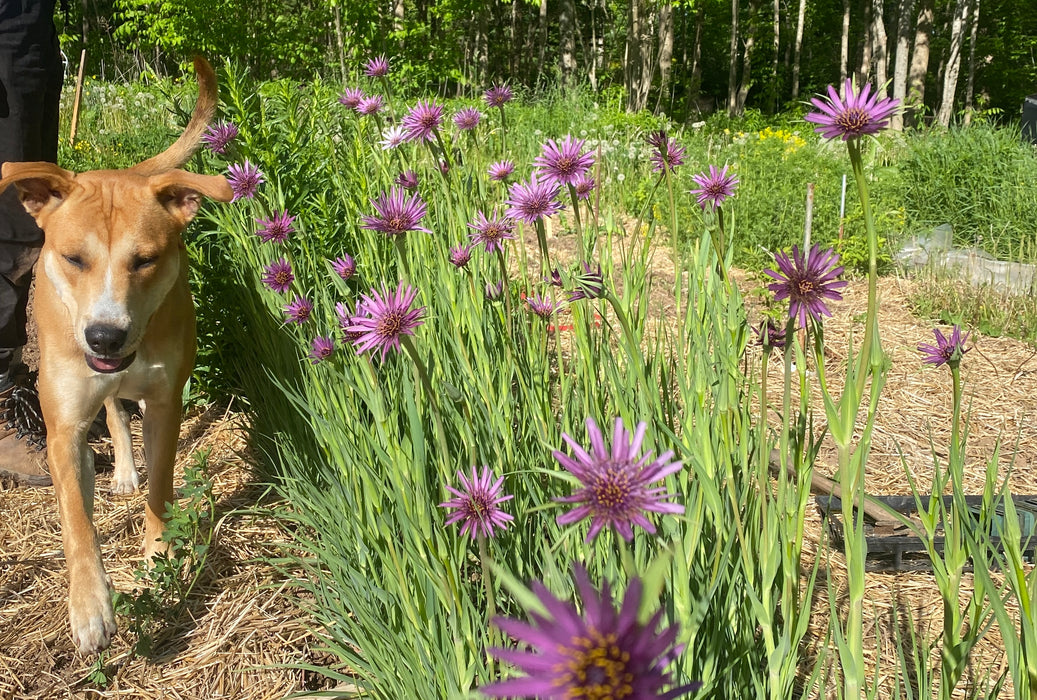 Fiore Blu Salsify