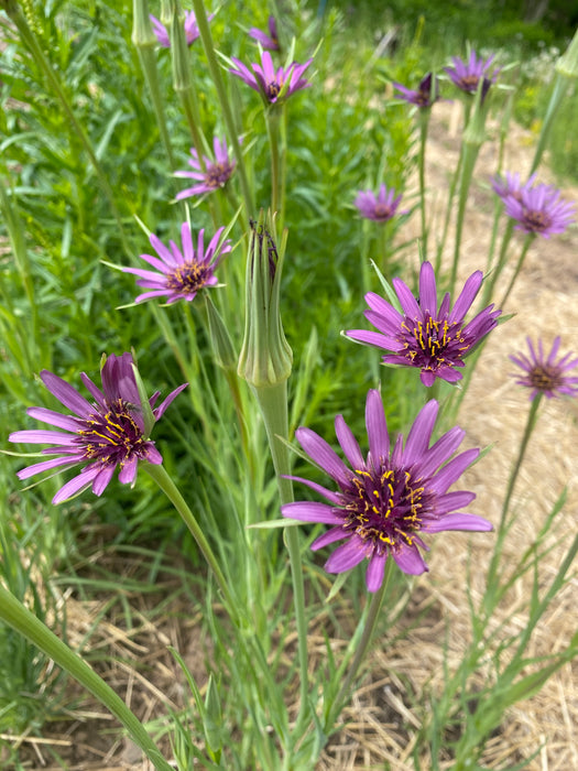 Fiore Blu Salsify