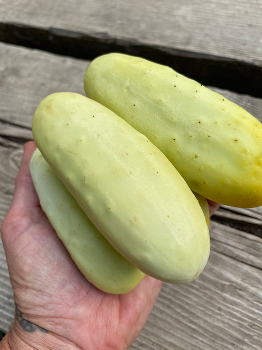 Salt and Pepper Pickling Cucumber