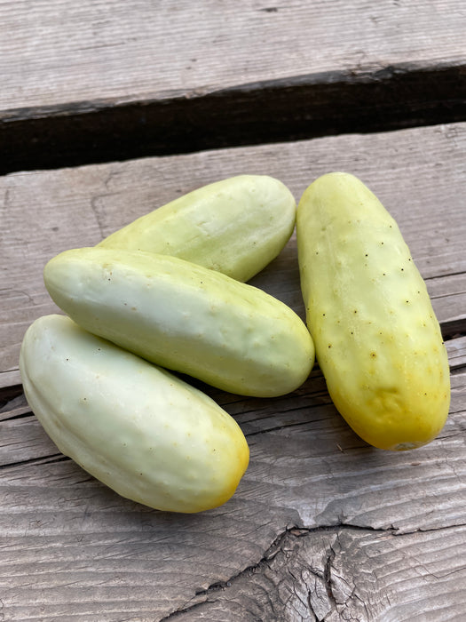 Salt and Pepper Pickling Cucumber