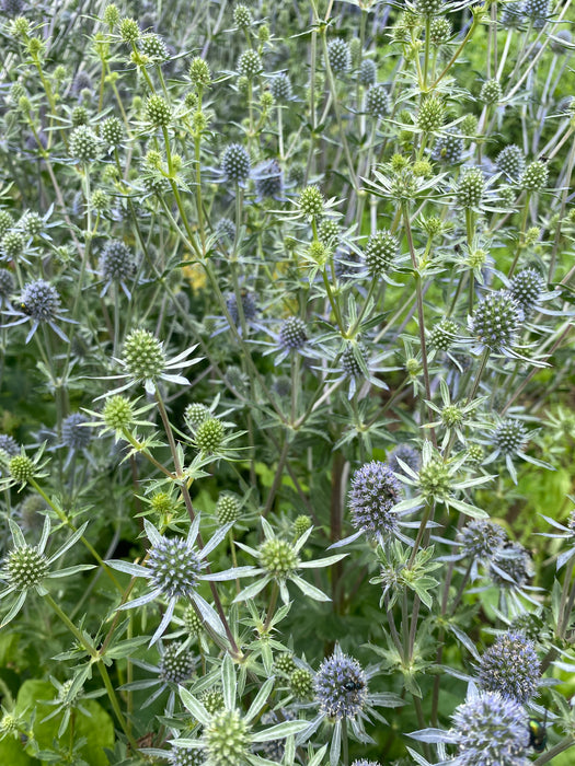 Blue and Silver Glitter Sea Holly