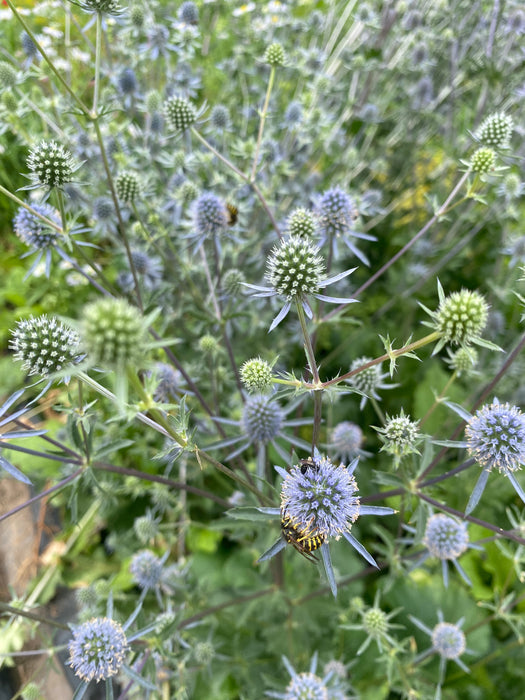 Blue and Silver Glitter Sea Holly