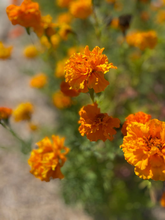 Shades of Gold Marigold