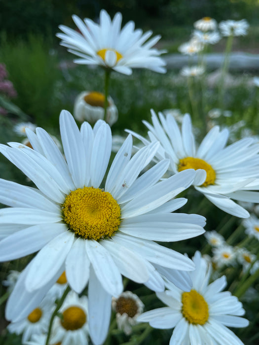 Shasta Daisy