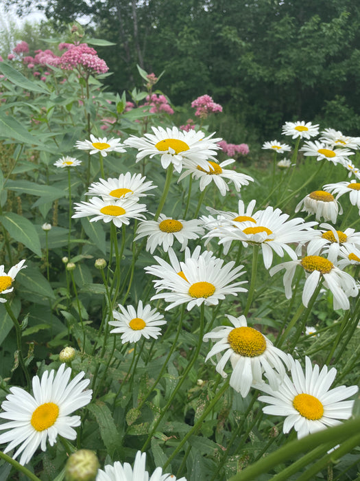 Shasta Daisy