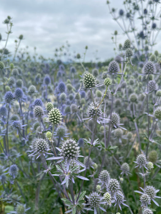 Blue and Silver Glitter Sea Holly