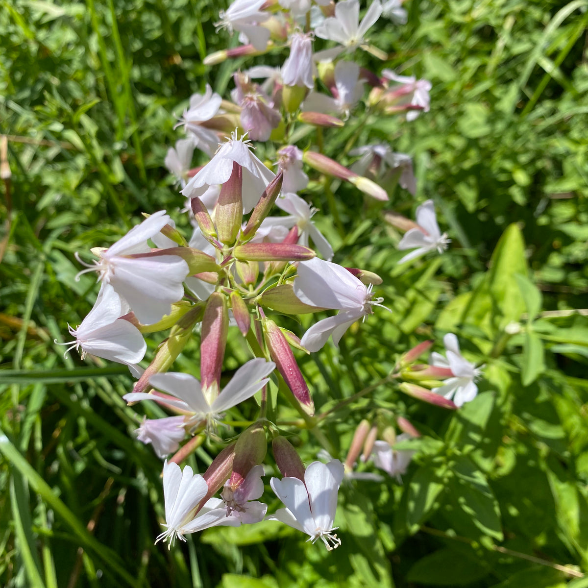 planting soapwort seeds Soapwort Seeds (Saponaria officinalis) — Annapolis Seeds