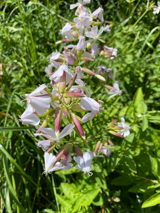 Soapwort