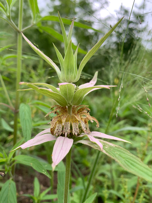 Monarda punctata - Spotted Beebalm