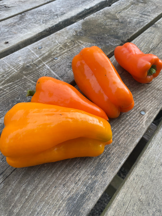 Stoplight Orange Bell Pepper