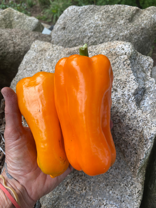 Stoplight Orange Bell Pepper