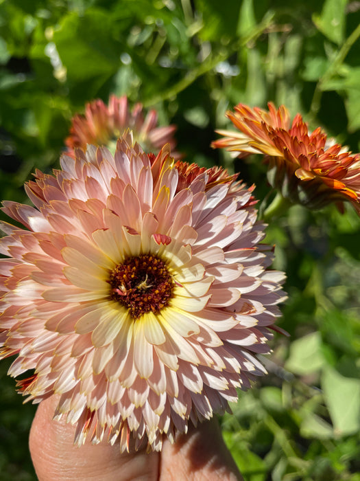 Strawberry Blonde Calendula