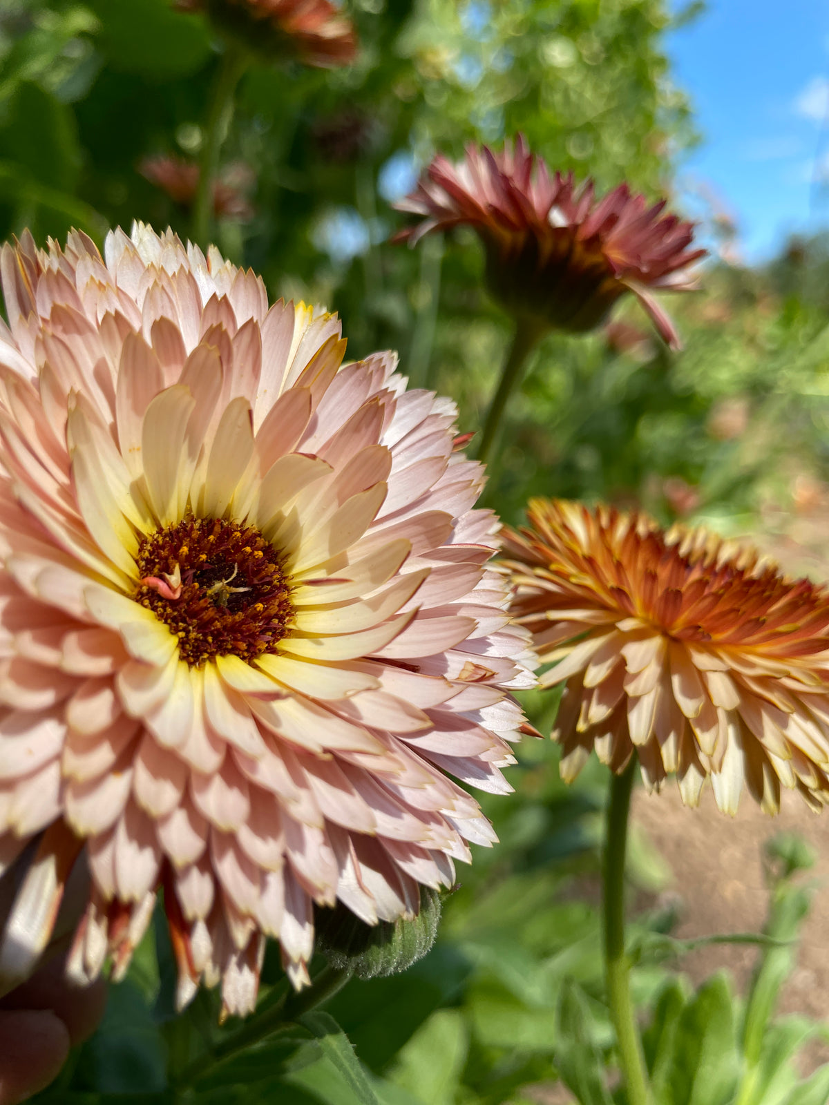 strawberry blonde calendula seeds Strawberry Blonde Calendula — Annapolis Seeds