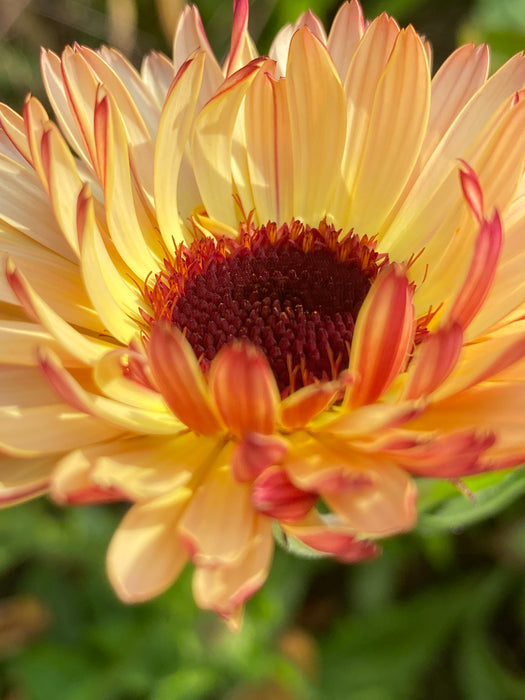 Strawberry Blonde Calendula