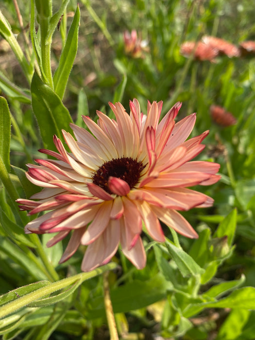 Strawberry Blonde Calendula