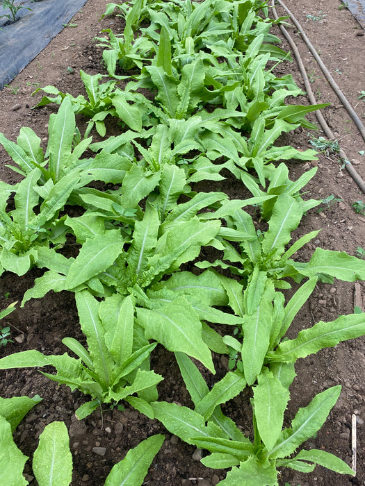 Taiwanese Sword Choy Lettuce