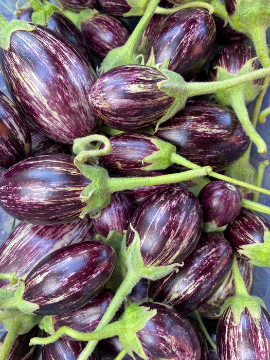 Udumpalmet Eggplant