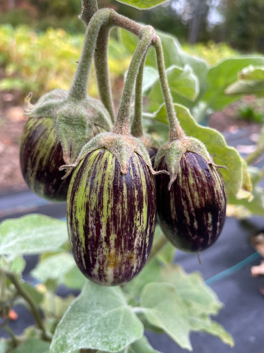 Udumpalmet Eggplant