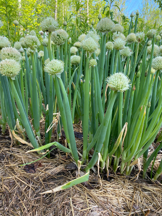 Welsh Bunching Onion
