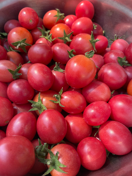 Whippersnapper Tomato