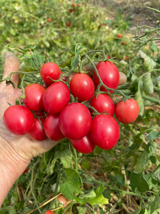 Whippersnapper Tomato
