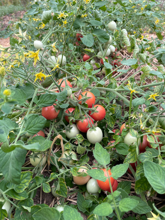 Whippersnapper Tomato