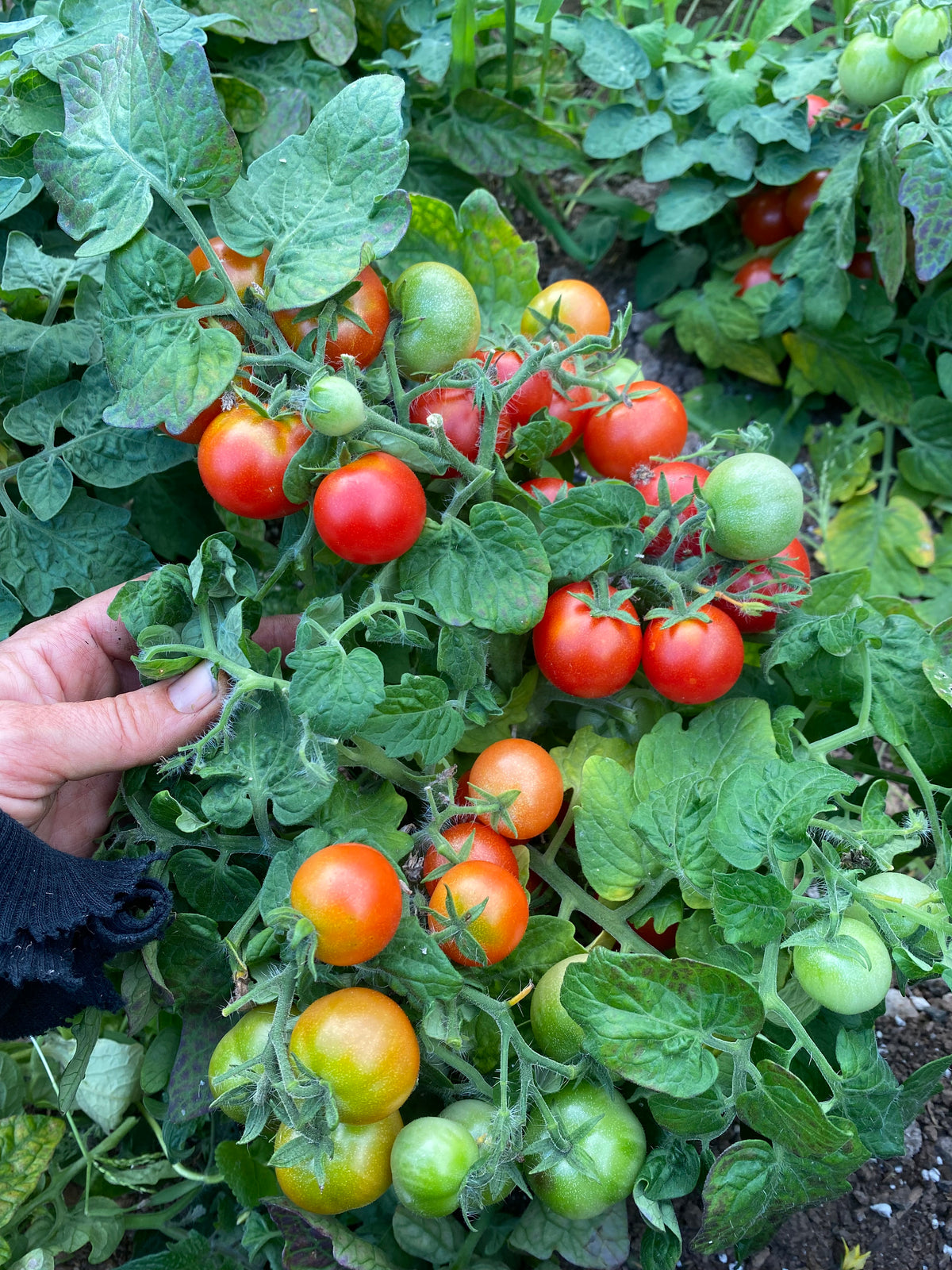 Window Box Tomatoes at James Mansell blog