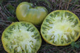 Absinthe Tomato - Annapolis Seeds