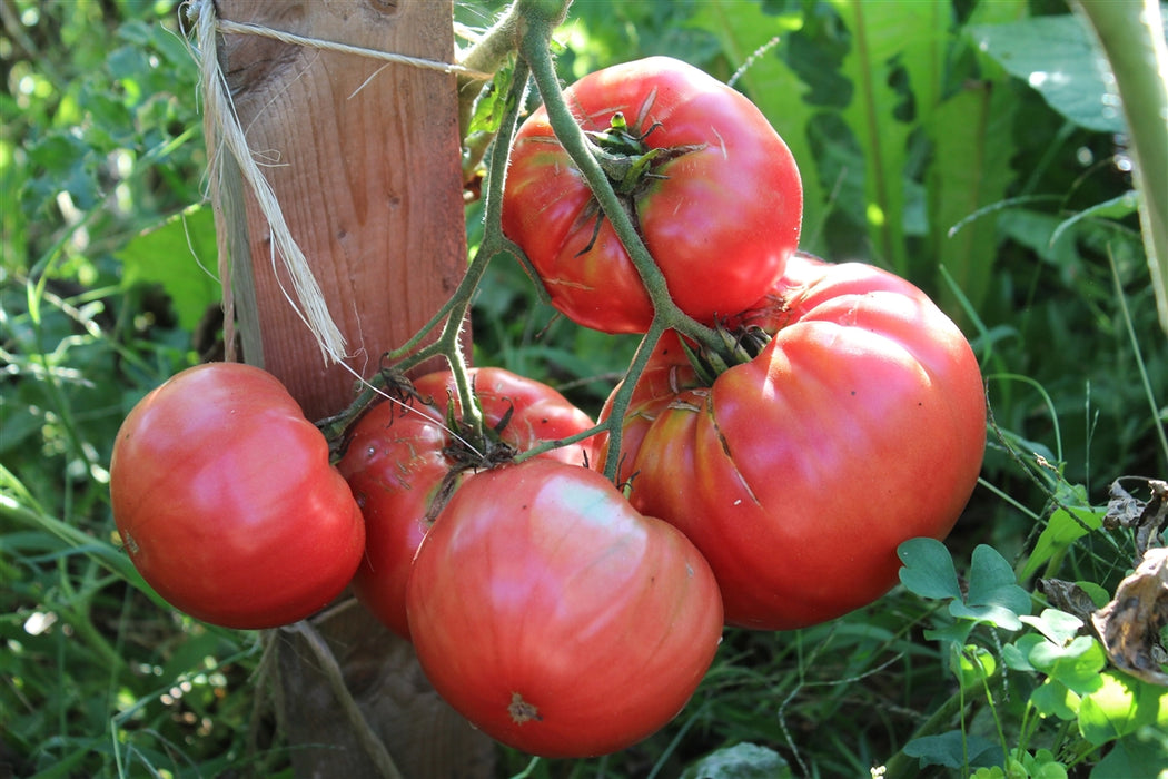Wentzell Tomato - South Shore Nova Scotia Heirloom - Annapolis Seeds