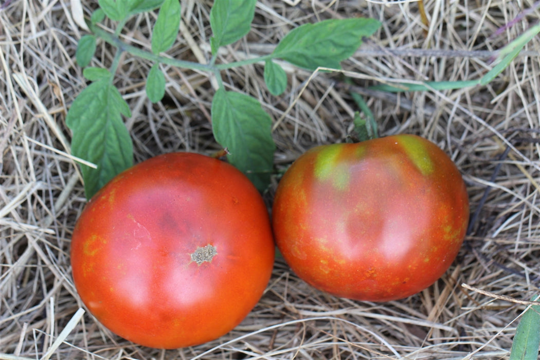 Paul Robeson Tomato