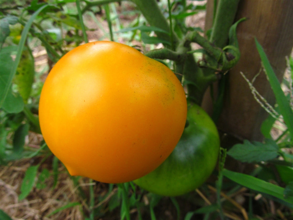 Hawke's Bay Yellow Tomato - Annapolis Seeds - New Zealand Heirloom