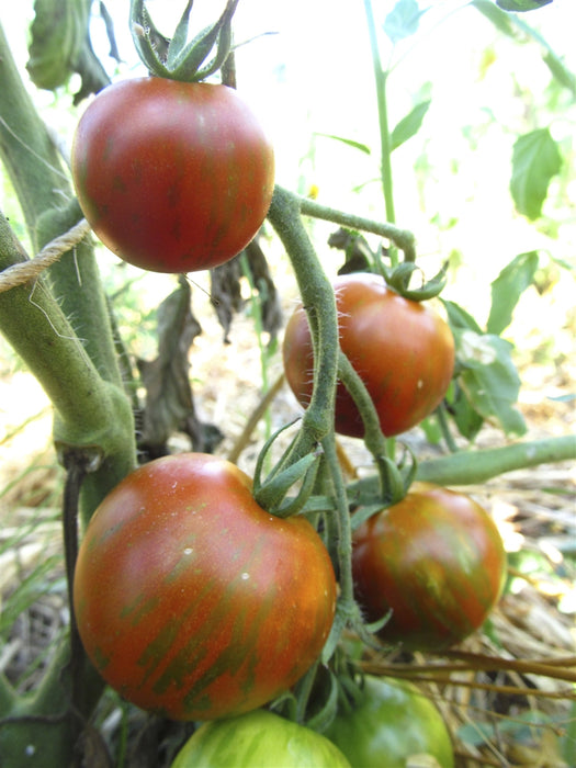 Guernsey Island Tomato - Annapolis Seeds - Nova Scotia Canada