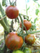 Guernsey Island Tomato - Annapolis Seeds - Nova Scotia Canada