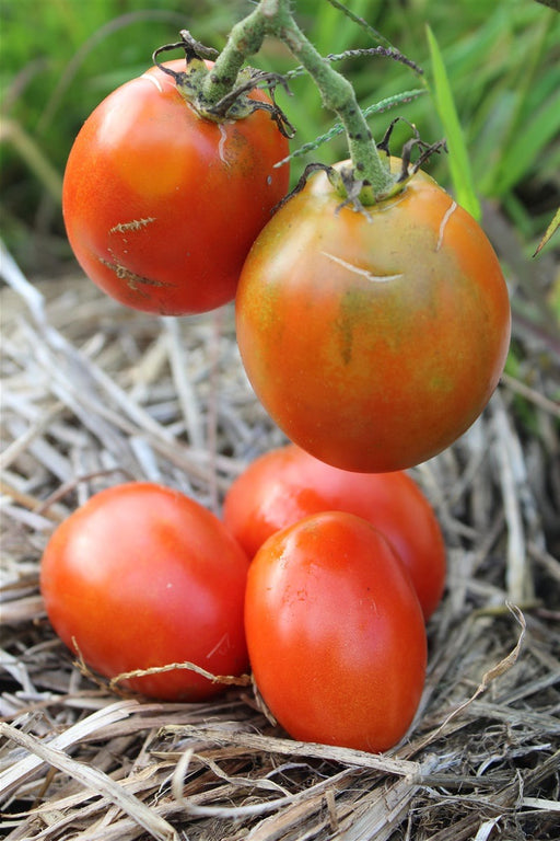 Graham's Goodkeeper Tomato - Annapolis Seeds - Nova Scotia Canada