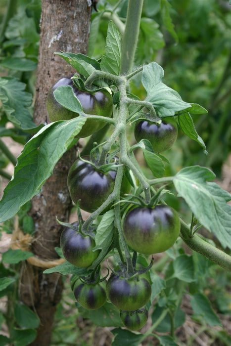 OSU Blue Tomato
