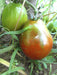 Black Pear Tomato - Annapolis Seeds - Nova Scotia Canada