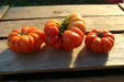 Costoluto Genovese Tomato - Annapolis Seeds - Nova Scotia Canada