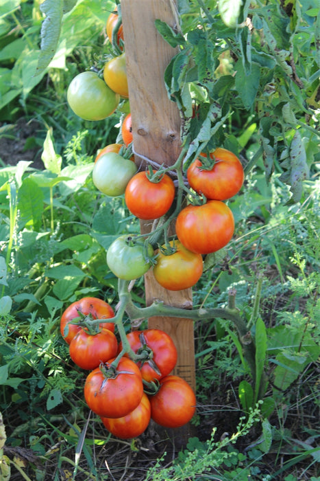 Pollock Tomato - Annapolis Seeds - Nova Scotia Canada