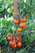 Pollock Tomato - Annapolis Seeds - Nova Scotia Canada