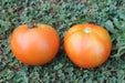 Andy's Buckflats Wonder Tomato - Annapolis Seeds - Nova Scotia Canada