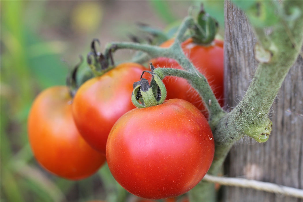 Double Rich Tomato - Annapolis Seeds - Nova Scotia Canada