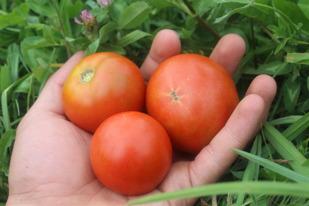 Double Rich Tomato - Annapolis Seeds - Nova Scotia Canada
